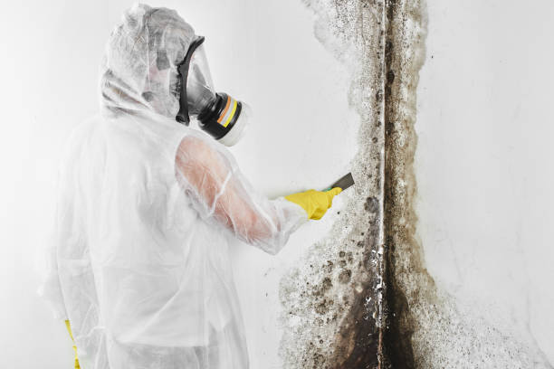 Best Professional Mold Removal  in USA